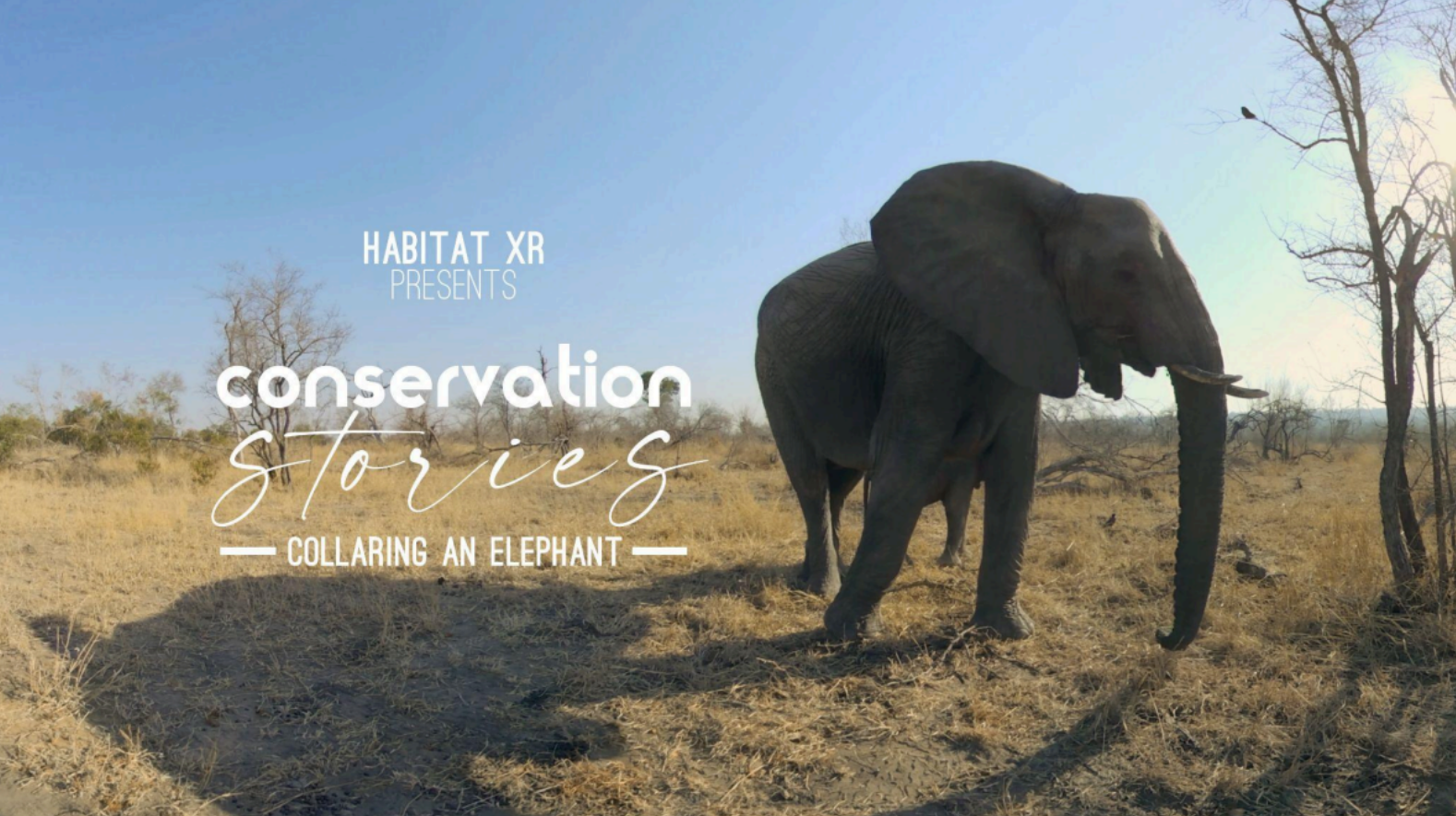 An elephant standing on dry grassland under a clear blue sky with text about Habitat XR's conservation stories on collaring an elephant.