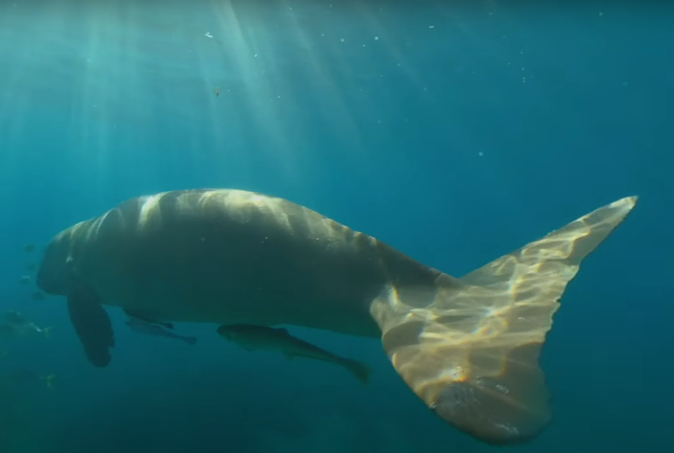 Underwater view of a large manatee swimming with fish in clear blue water illuminated by sunlight.