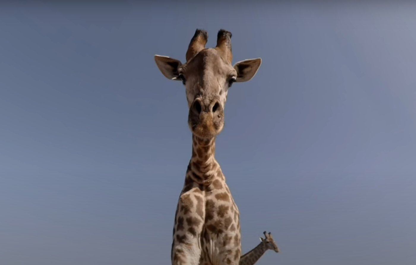Close-up of a giraffe looking directly at the camera with clear blue sky in the background and another giraffe further behind.