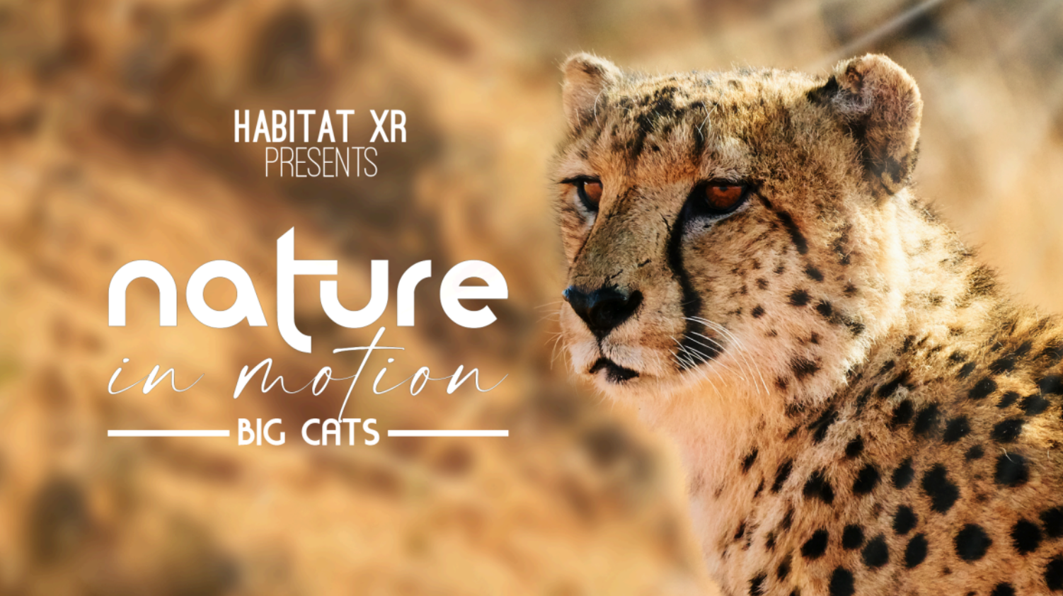Close-up of a cheetah facing right with text 'Habitat XR presents nature in motion big cats' on a blurred natural background.